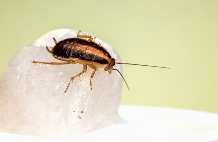 바퀴벌레의 생존 비밀, 알고 대처하자
